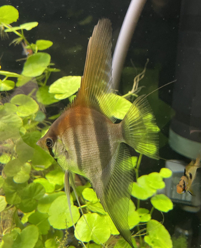 Mes bébés grandissent bien ! Les plus grands font une bonne dizaine de cm de hauteur maintenant !