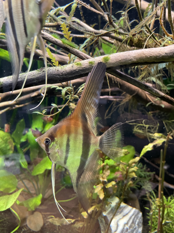 Mes bébés grandissent bien ! Les plus grands font une bonne dizaine de cm de hauteur maintenant !