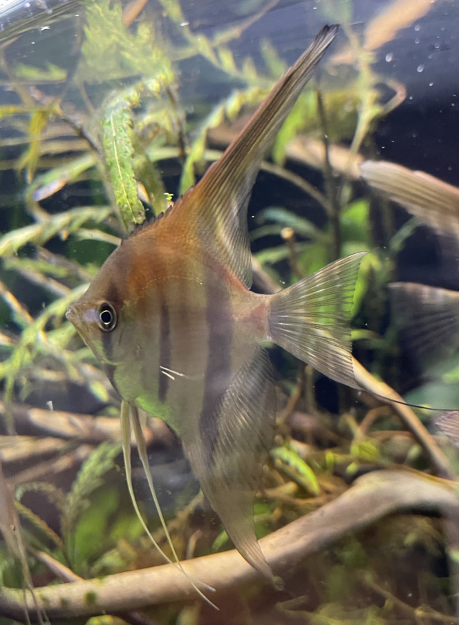 Mes bébés grandissent bien ! Les plus grands font une bonne dizaine de cm de hauteur maintenant !
