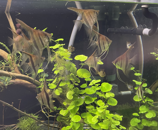 Mes bébés grandissent bien ! Les plus grands font une bonne dizaine de cm de hauteur maintenant !