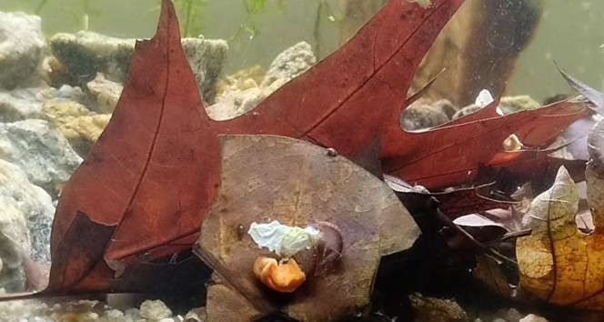  Nouri avec des fruits et légumes bio périmés d'un panier en date courte (beaucoup trop courte du coup!) , coupés en morceaux, blanchi dans une casserole et déshydrater. La réhydratation se fait lentement et les animaux n'attendent pas pour se ruer dessus.