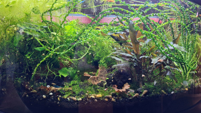 Ça ne se voit pas mais j'élague En cours d'élagage afin de redonner de l'espace de nage aux galaxy