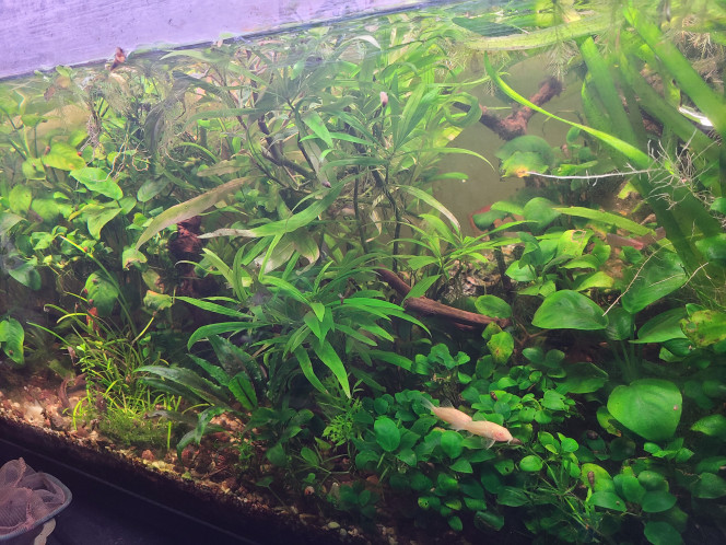 Photographie du post de laurent-galichet 