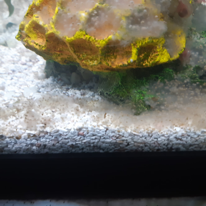 Photographie du post de roland59 