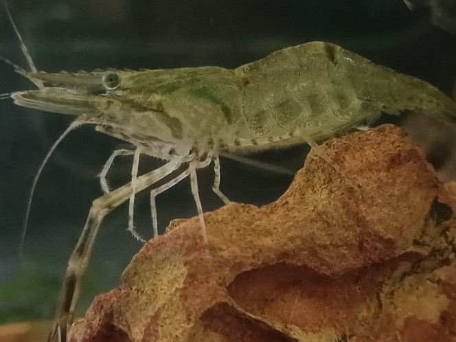 Photographie du post de Dimu 