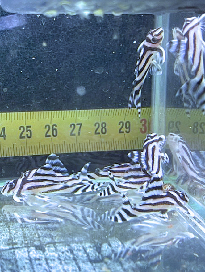 Photographie du post de Aquarius.0103 