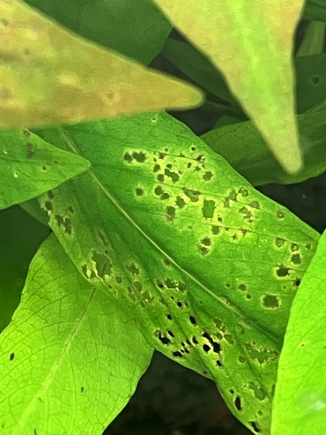 Photographie du post de Smast 