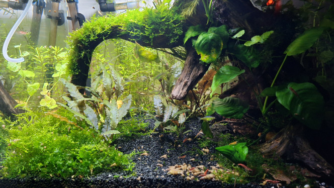 vitesse d'obturation L'une des deux photos à été prise en "automatique" et l'autre en "manuel".
1/180 s.
Je ne sais pas dans quel ordre ça va être uploadé.
Les kubotais sont vifs