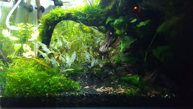 vitesse d'obturation L'une des deux photos à été prise en "automatique" et l'autre en "manuel".
1/180 s.
Je ne sais pas dans quel ordre ça va être uploadé.
Les kubotais sont vifs