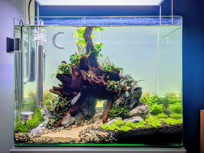 Mise en eau Après seulement 10 jours en dry start , je me suis décidé à le mettre en eau. 
En effet l'hemianthus et l'eleocharis mini avaient bien pris racine et la rotala H'ra Vietnam , la staurogyne et l'hydrocotyle tripartita mini montraient de bons signes de reprise également avec la croissance de nouvelles pousse bien visible . 
J'ai effectué la mise en eau samedi et en seulement 2 jours je note une accélération de la croissance des plantes .
 Comme pour mes bacs précédents j'utilise de la volvic pure et une injection de CO2.