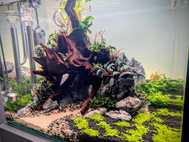 Mise en eau Après seulement 10 jours en dry start , je me suis décidé à le mettre en eau. 
En effet l'hemianthus et l'eleocharis mini avaient bien pris racine et la rotala H'ra Vietnam , la staurogyne et l'hydrocotyle tripartita mini montraient de bons signes de reprise également avec la croissance de nouvelles pousse bien visible . 
J'ai effectué la mise en eau samedi et en seulement 2 jours je note une accélération de la croissance des plantes .
 Comme pour mes bacs précédents j'utilise de la volvic pure et une injection de CO2.