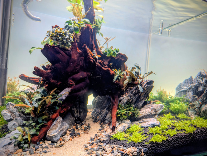 Mise en eau Après seulement 10 jours en dry start , je me suis décidé à le mettre en eau. 
En effet l'hemianthus et l'eleocharis mini avaient bien pris racine et la rotala H'ra Vietnam , la staurogyne et l'hydrocotyle tripartita mini montraient de bons signes de reprise également avec la croissance de nouvelles pousse bien visible . 
J'ai effectué la mise en eau samedi et en seulement 2 jours je note une accélération de la croissance des plantes .
 Comme pour mes bacs précédents j'utilise de la volvic pure et une injection de CO2.