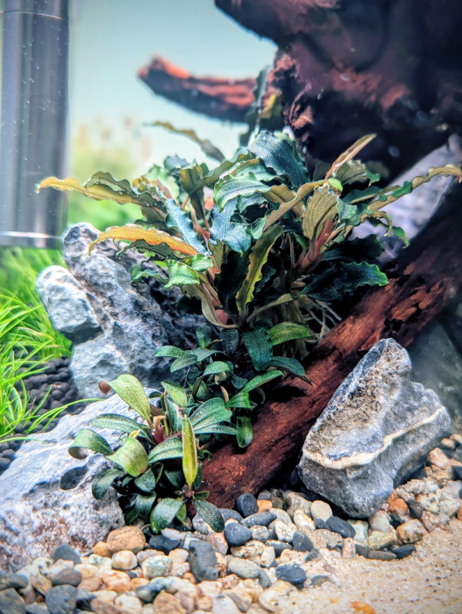 Mise en eau Après seulement 10 jours en dry start , je me suis décidé à le mettre en eau. 
En effet l'hemianthus et l'eleocharis mini avaient bien pris racine et la rotala H'ra Vietnam , la staurogyne et l'hydrocotyle tripartita mini montraient de bons signes de reprise également avec la croissance de nouvelles pousse bien visible . 
J'ai effectué la mise en eau samedi et en seulement 2 jours je note une accélération de la croissance des plantes .
 Comme pour mes bacs précédents j'utilise de la volvic pure et une injection de CO2.