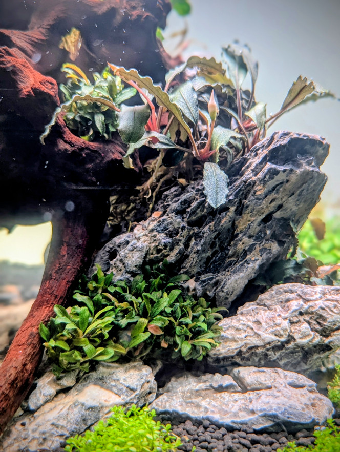 Mise en eau Après seulement 10 jours en dry start , je me suis décidé à le mettre en eau. 
En effet l'hemianthus et l'eleocharis mini avaient bien pris racine et la rotala H'ra Vietnam , la staurogyne et l'hydrocotyle tripartita mini montraient de bons signes de reprise également avec la croissance de nouvelles pousse bien visible . 
J'ai effectué la mise en eau samedi et en seulement 2 jours je note une accélération de la croissance des plantes .
 Comme pour mes bacs précédents j'utilise de la volvic pure et une injection de CO2.