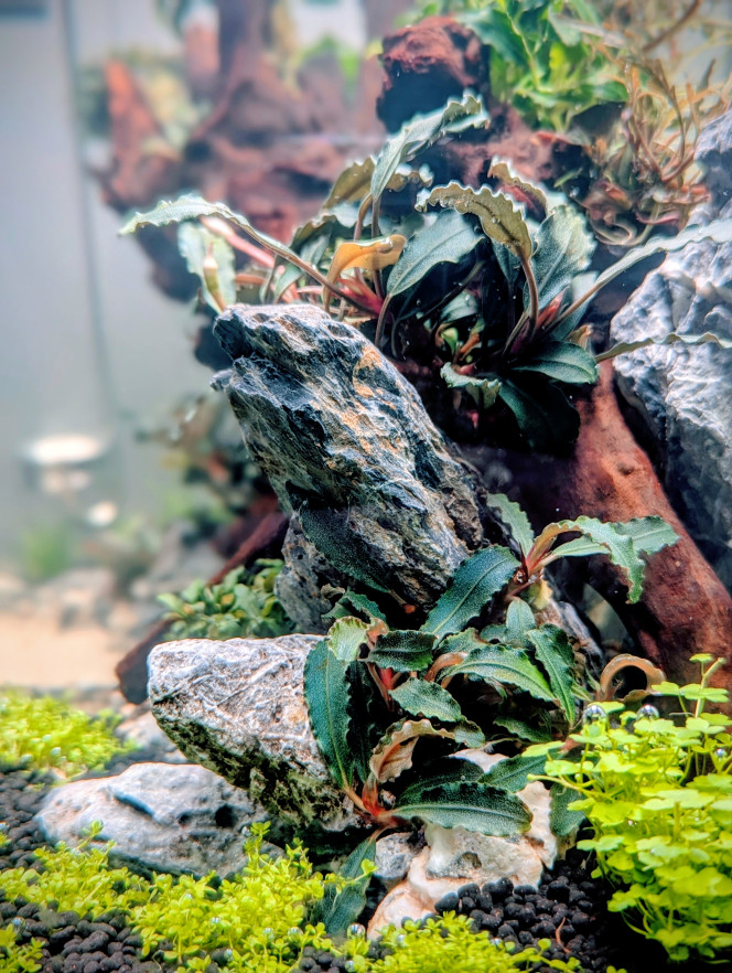 Mise en eau Après seulement 10 jours en dry start , je me suis décidé à le mettre en eau. 
En effet l'hemianthus et l'eleocharis mini avaient bien pris racine et la rotala H'ra Vietnam , la staurogyne et l'hydrocotyle tripartita mini montraient de bons signes de reprise également avec la croissance de nouvelles pousse bien visible . 
J'ai effectué la mise en eau samedi et en seulement 2 jours je note une accélération de la croissance des plantes .
 Comme pour mes bacs précédents j'utilise de la volvic pure et une injection de CO2.