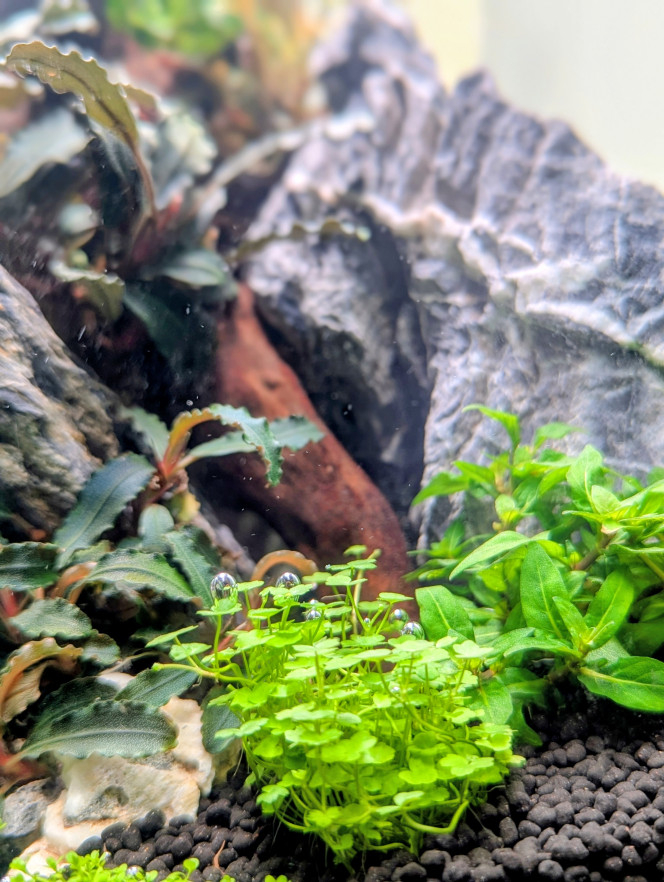 Mise en eau Après seulement 10 jours en dry start , je me suis décidé à le mettre en eau. 
En effet l'hemianthus et l'eleocharis mini avaient bien pris racine et la rotala H'ra Vietnam , la staurogyne et l'hydrocotyle tripartita mini montraient de bons signes de reprise également avec la croissance de nouvelles pousse bien visible . 
J'ai effectué la mise en eau samedi et en seulement 2 jours je note une accélération de la croissance des plantes .
 Comme pour mes bacs précédents j'utilise de la volvic pure et une injection de CO2.