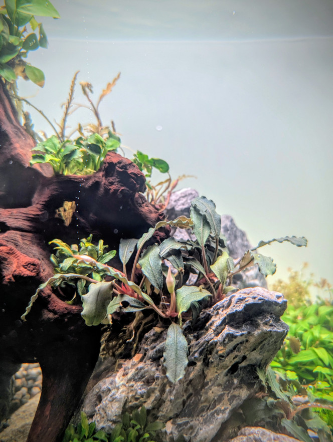 Mise en eau Après seulement 10 jours en dry start , je me suis décidé à le mettre en eau. 
En effet l'hemianthus et l'eleocharis mini avaient bien pris racine et la rotala H'ra Vietnam , la staurogyne et l'hydrocotyle tripartita mini montraient de bons signes de reprise également avec la croissance de nouvelles pousse bien visible . 
J'ai effectué la mise en eau samedi et en seulement 2 jours je note une accélération de la croissance des plantes .
 Comme pour mes bacs précédents j'utilise de la volvic pure et une injection de CO2.