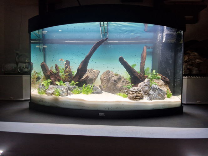 J+24 - Plantation Jour de la plantation, après fin du dark start, vidange et modification du hardscape.