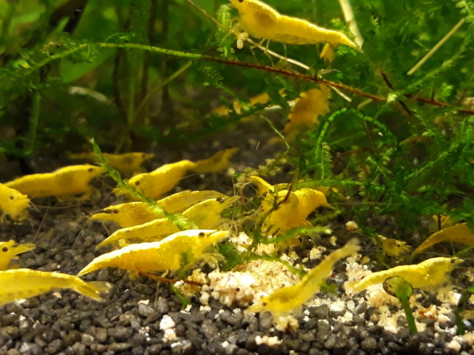 Photographie du post de Dimu 