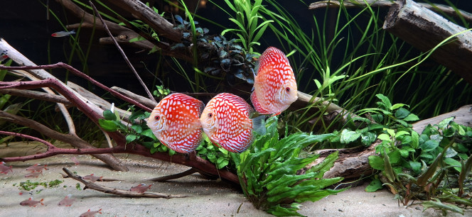 Discus checkerboard red 