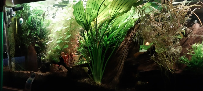 Photographie du post de STK54 