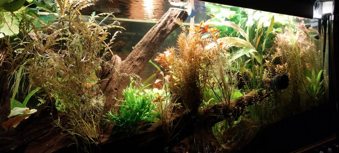 Photographie du post de STK54 