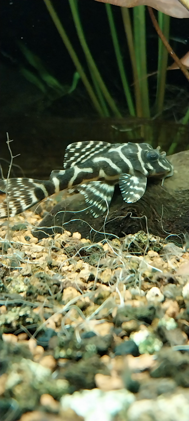 Photographie du post de STK54 