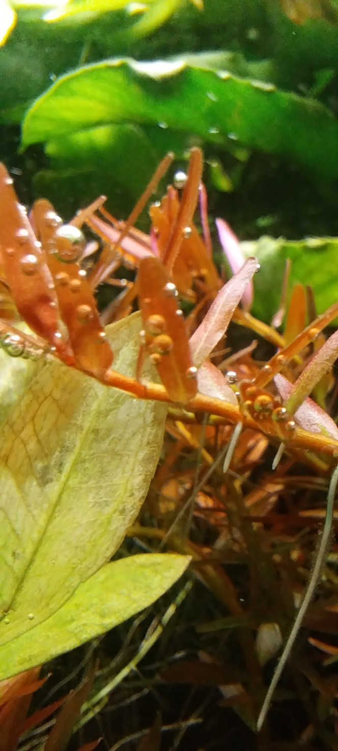 Photographie du post de STK54 