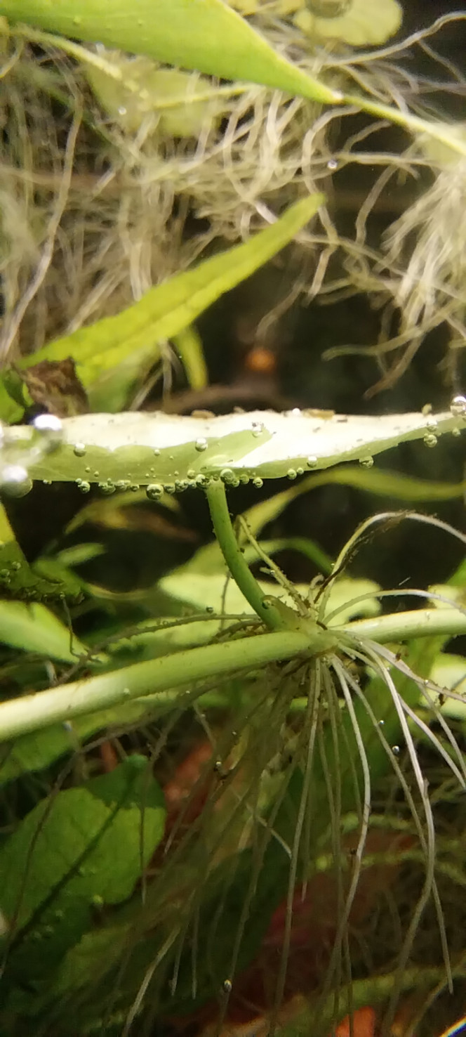 Photographie du post de STK54 