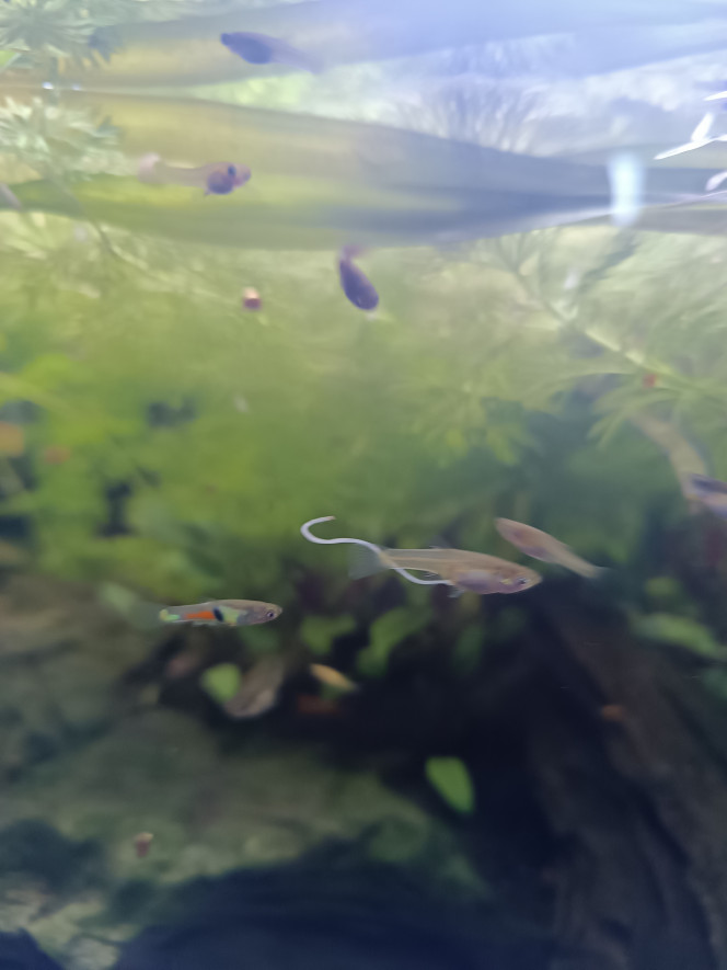 Photographie du post de FrenchieFishi 