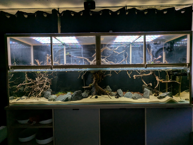 320L Biotope Asiatique Channa Pulchra