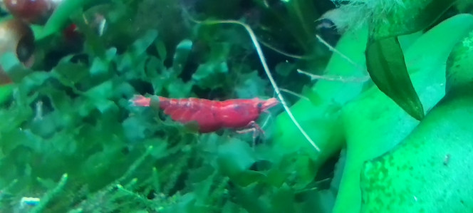 Photographie du post de Olivier1977 