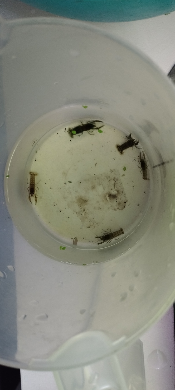 Photographie du post de Olivier1977 