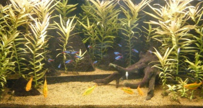 Apres quelques mois de CO2 