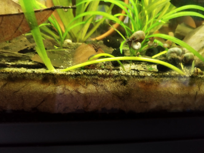 Photographie du post de Orion07 