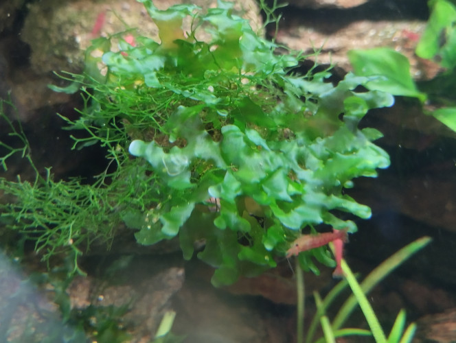 Photographie du post de lolo95 