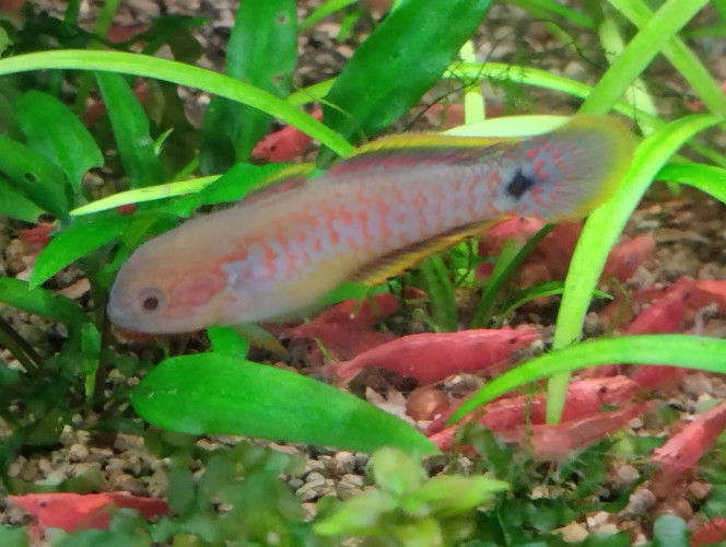 Photographie du post de lolo95 