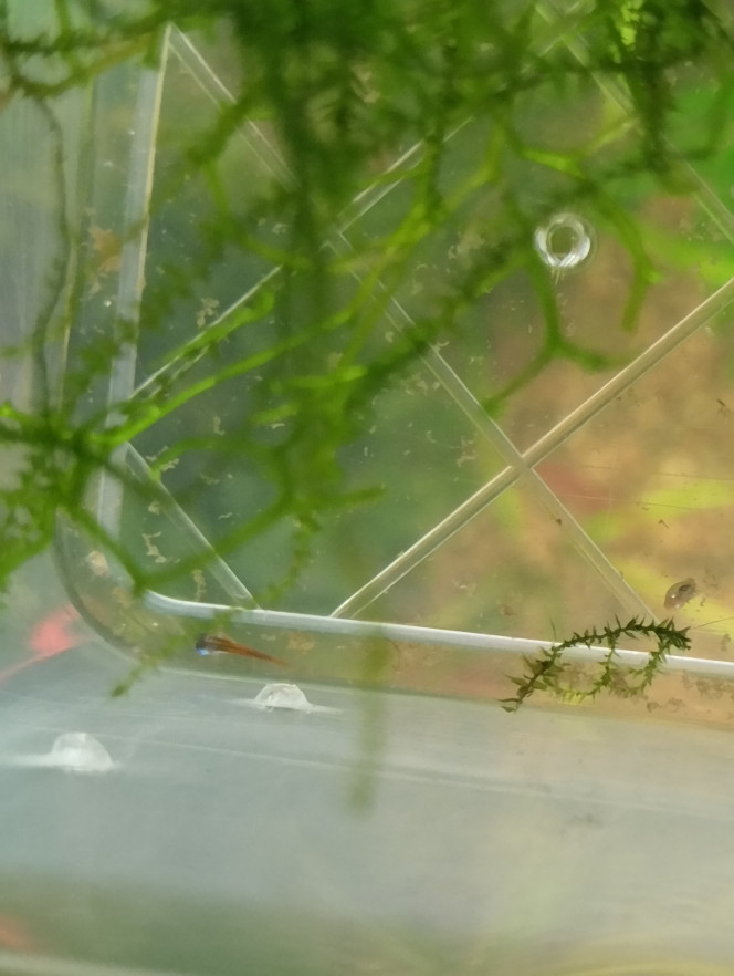 Photographie du post de lolo95 