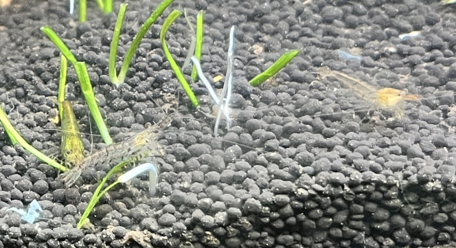 Photographie du post de shelbert 