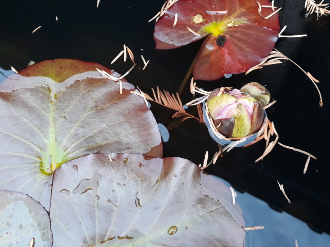 Photographie du post de Dimu 