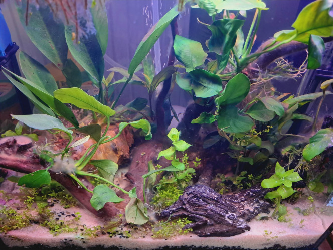 Mon premier aquarium, un 30 l Voici mon premier aquarium après une longue pause dans cette belle passion. J'ai opté pour un nano 30 l après m'être occupé d'un 60/ 70 litres.
Cependant, j'ai beaucoup d'idées et de projets pour un second aquarium planté. J'attends donc quelques semaines et vais acquérir un 100 litres ?? de nouveaux pensionnaires seront bien évidemment de la partie ! Je ne pourrai pas tous les citer mais ce sera un bel aquarium communautaire ça c'est certain !