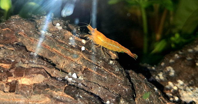 Sakura orange 5 Sakura orange pour le moment.