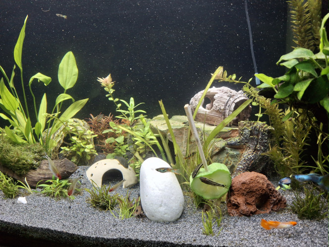 Changement de sol Une partie du chantier changement de sol s'est déroulée en début de semaine, un sable fin apprécié par les cory et kuhli. Tout le monde se porte bien et paramètres OK :-)