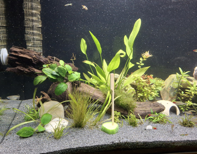 Changement de sol Une partie du chantier changement de sol s'est déroulée en début de semaine, un sable fin apprécié par les cory et kuhli. Tout le monde se porte bien et paramètres OK :-)