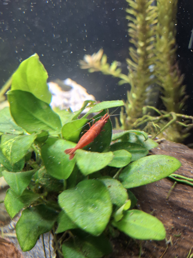 Changement de sol Une partie du chantier changement de sol s'est déroulée en début de semaine, un sable fin apprécié par les cory et kuhli. Tout le monde se porte bien et paramètres OK :-)