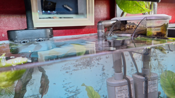 Photographie du post de ArtemusKlegg 