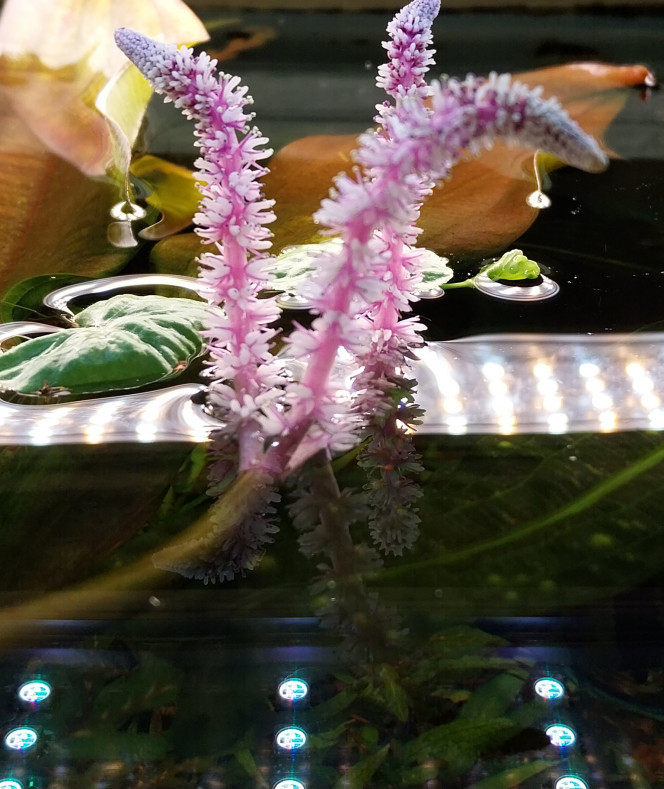 Photographie du post de STK54 