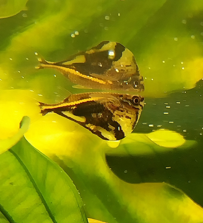 Photographie du post de STK54 