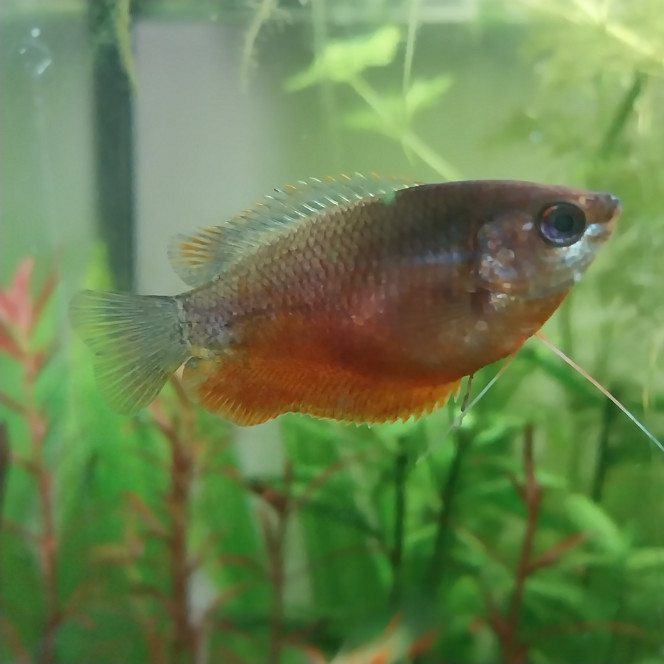 Photographie du post de Yoshi971 