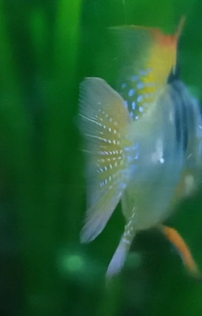 Photographie du post de Izarine 